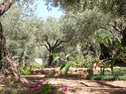 Image result for garden of gethsemane bible