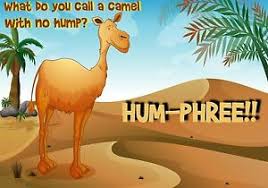 11 thoughts on what do you call a three humped camel? What Do You Call A Three Humped Camel Riddle The Millennial Mirror