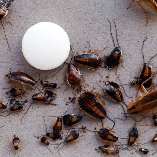 How to Get Rid of Cockroaches at Home?