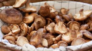 We did not find results for: 5 Easy Ways To Get The Most Out Of Shiitake Mushrooms Honeymoon Farm