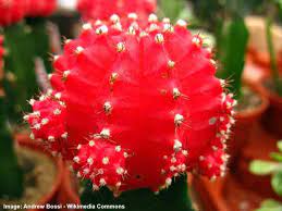 Best soil for succulents in pots. Moon Cactus Care Guide For Growing Colorful Grafted Cactus