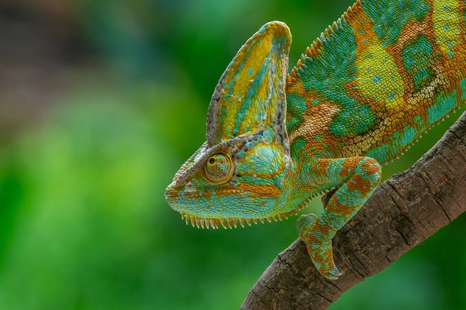 Veiled Chameleon Care: Essential Guide for New Owners
