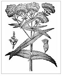 Check spelling or type a new query. Henry Botanic Garden Spring Plant Sale 2021 Henry Botanic Garden