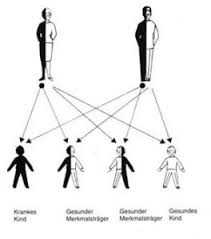 Die mukoviszidose ist bei kaukasiern die häufigste autosomal rezessiv vererbte erkrankung mit limitierter lebenserwartung. Was Ist Mukoviszidose Mukoviszidose