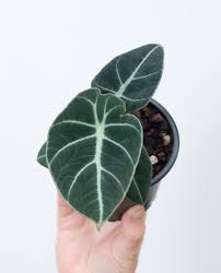 This alocasia species stays small, so there must be a place in your urban jungle where it fits! Alocasia Reginula Black Velvet Farnwerk Design Lebt