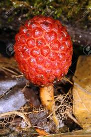 Image result for Balanophoraceae
