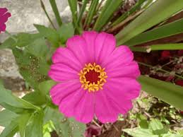 Image result for Emilia subscaposa