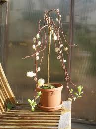 Maybe you would like to learn more about one of these? Mariette S Back To Basics Our Weeping Pussy Willow Nearly Drowned