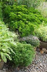 Harpur Garden Images Ltd 09hcp55 Herb Garden Taste Culinary Edible Parsley Thyme Thymus Sage Salvia Gravel July Gold Medal Winchester Growe Pflanzen Garten