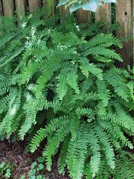Image result for Adiantum vogelii