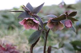 Clematis is a flowering, climbing plant that comes in varieties such as crystal fountain, ice blue, and arbella. Choosing Winter Flowering Shrubs Tip Sheet 10 King County Washington State University