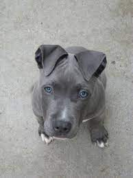 The blue pitbull can have either dark or light eyes as well as brindle and fawn colors. Pin On Pitbull Love