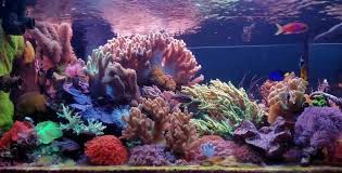 Soft Corals Are Underappreciated Soft Corals Coral Aquarium Coral Reef Aquarium
