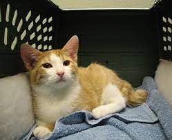 How Much Is A Male Calico Cat Worth Why Are Male Calico Cats So Rare