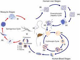 3 Epidemiology Of Malaria Malaria Control During Mass Population Movements And Natural Disasters The National Academies Press