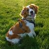 Weitere ideen zu hunde, tiere, kooikerhondje welpen. 1