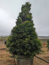 Image result for Afrocarpus