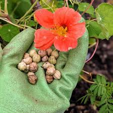 Image result for Nasturtium