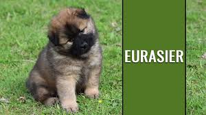 Breeds include poodle, labrador, staffordshire bull terrier and more. Eurasier Dog Breed Information And Traits Petmoo