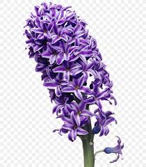 The hexadecimal code that matches this color is 916da4. Hyacinth Image Clip Art Color Flower Png 602x940px Hyacinth Blue Color Cut Flowers Drawing Download Free