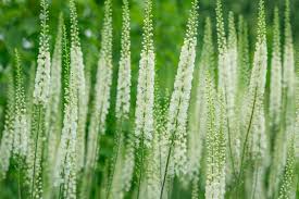 Image result for Acalypha racemosa