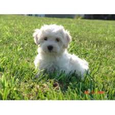 Find your new companion at nextdaypets.com. Havanese Dog For Sale Petfinder