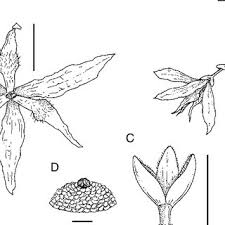 Image result for Dielsiothamnus divaricatus