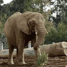 New Trending Gif On Giphy Zoo Animals Animals Baby Animals