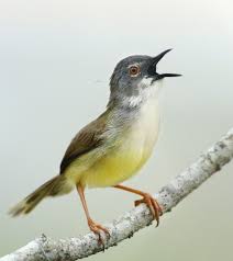 Black Bird With Yellow Belly Yellow Bellied Prinia Black Mamba Snake Black Mamba Belly