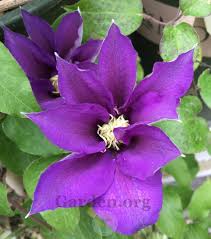 Olympia, sometimes referred to as olympiastadion, is a football stadium in helsingborg, sweden. Clematis Olympia In The Clematis Database Garden Org