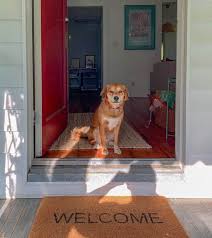 Your dog will likely be under some exercise restrictions to allow for healing. Dog Limping What To Do And When To See Your Local Vet