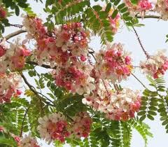 Image result for Cassia grandis