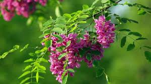 Image result for Sophora inhambanensis
