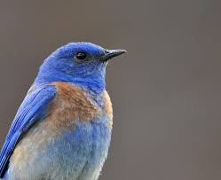 Amazing birds with orange plumage. Birds Of The World Thrushes And Allies Turdidae
