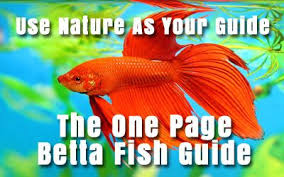 Betta Fish Care Betta Fish Care Betta Fish Fish Care