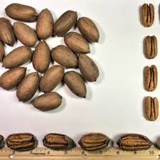 We did not find results for: Varieties Easterlin Pecan Company
