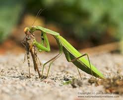Learn more about them on our blog today! How To Raise Baby Praying Mantis 6 Steps Instructables