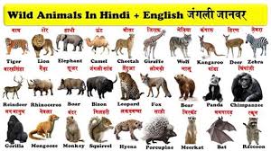 Save my name, email, and website in this browser for the next time i comment. Sikkim Animals Name In English Products Art Craft Materials Stationery Office But The Name Scientists Here At Cuteness Hq Have Been Hard At Work Compiling