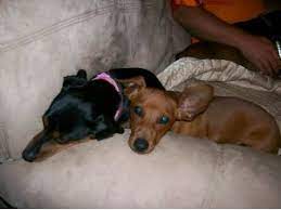 Blue and tan, isabella and tan, english cream. Dachshund Puppies In Tennessee