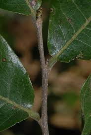 Image result for Monodora stenopetala