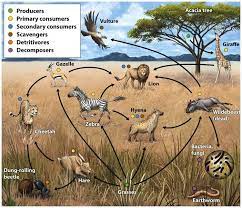 Food Webs Are More Realistic Representations Of Trophic Relationships Than Simple Food Chains They Include Scavenger Food Web Food Webs Projects Trophic Level
