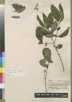 Image result for Strychnos mitis