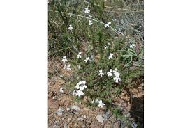 Image result for Manulea crassifolia