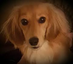 PITBULL DOG ATTACKS HIS OWNER'S SON AND… See more