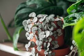 Image result for Ceropegia circinata
