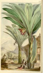 Image result for Ensete ventricosum