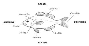 Tilapia is a type of fish and are in the species of cichlid fish. Basic Fish Diagram Fins Labeled Fish Anatomy Red Fish Blue Fish Red Fish