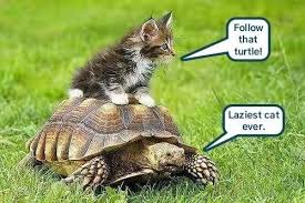 Pin By Turtlecoin On Turtle Memes Cute Little Animals Cats And Kittens Kittens Funny