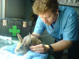 Grigore nr.9 (lângă liceul i.l.caragiale) ploieşti prahova telefon: Cabinet Veterinar Cabinet Veterinar Ploiesti