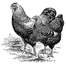 Silver Laced Wyandottes Free Chicken Clip Art Clip Art Vintage Chicken Clip Art Chicken Illustration